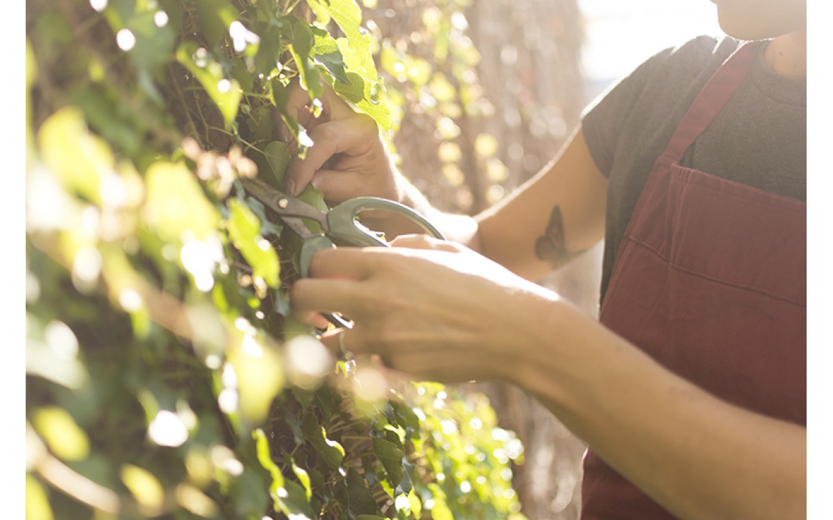 Prepara tu jardín para esta primavera: herramientas esenciales y consejos útiles